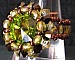 Kit bague Cyclade Olivine